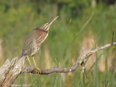 Hron vert - Green Heron