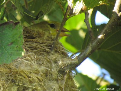 Chardonneret jaune sur le nid - American Goldfinch on nest