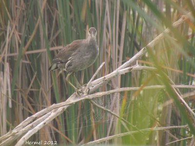 Gallinule (juv) - Common Moorhen (juv)