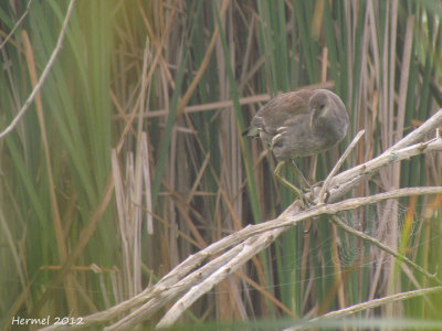 Gallinule (juv) - Common Moorhen (juv)