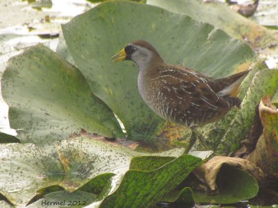 Marouette de Caroline - Sora