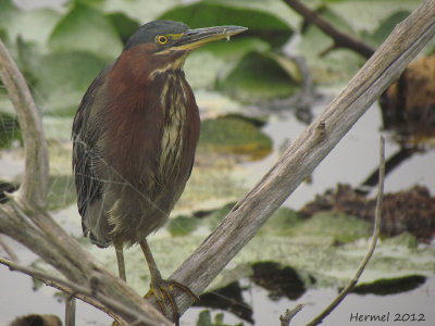 Hron vert - Green Heron