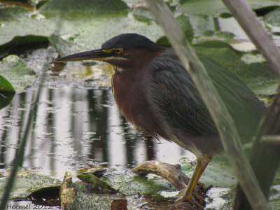 Hron vert - Green Heron