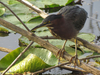 Hron vert - Green Heron