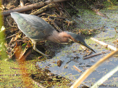 Hron vert - Green Heron