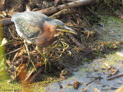 Hron vert - Green Heron