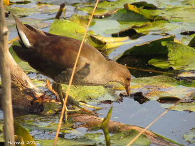 Gallinule (juv) - Common Moorhen (juv)