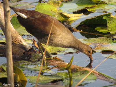 Gallinule (juv) - Common Moorhen (juv)