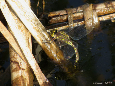 Libellule qui pond ses oeufs - Dragonfly laying eggs