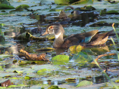 Canard branchu - Wood Duck