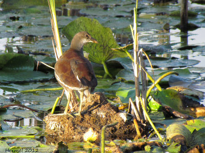 Gallinule (juv) - Common Moorhen (juv)