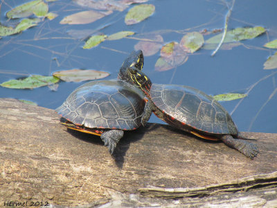 Tortue peinte - Peinted turtle