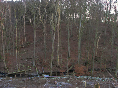 The Tjute creek ravine I