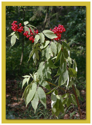 Red berried Elder, Druvflder, Sambucus racemosa