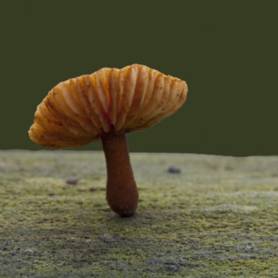  1 cm fungus