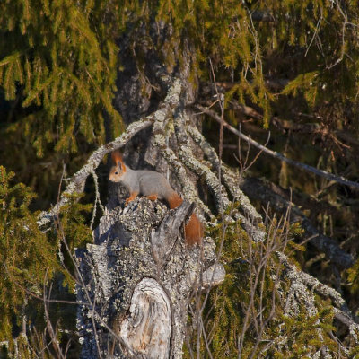 European squirrel,Ekorre,Sciurus vulgaris