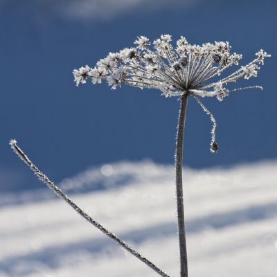 Frosted Cow parsley