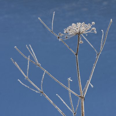 Frosted Cow parsley