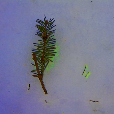 Spruce on snow