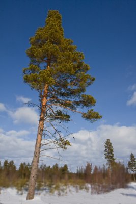 Pine,Tall, Pinus silvestris