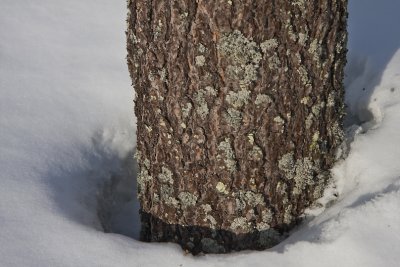 Bark of pine