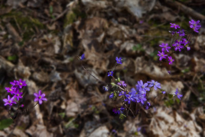 Liverleaf, Blåsippa, Hepatica nobilis