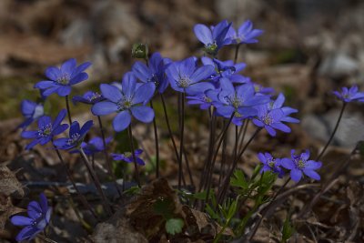 Liverleaf, Blåsippa, Hepatica nobilis