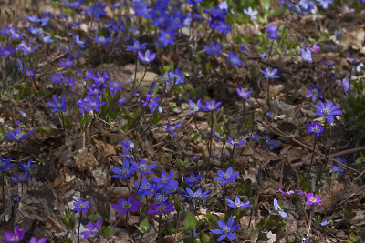 Liverleaf, Blåsippa, Hepatica nobilis