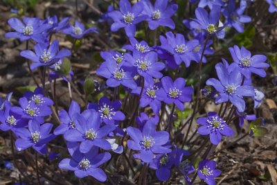 Liverleaf, Blåsippa, Hepatica nobilis