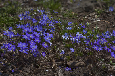 Liverleaf, Blåsippa, Hepatica nobilis