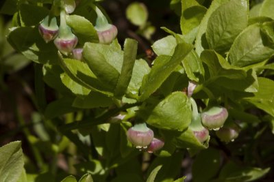 Bilberry, Blbr, Vaccinium myrtillus