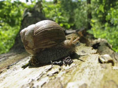 Burgundy snail, Vinbergssnäcka, Helix pomatia