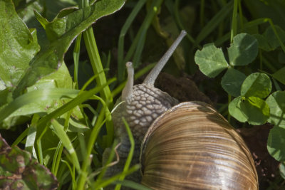 Burgundy snail, Vinbergssncka, Helix pomatia