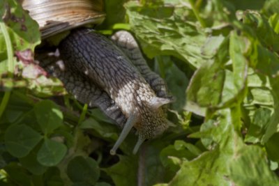 Burgundy snail, Vinbergssncka, Helix pomatia