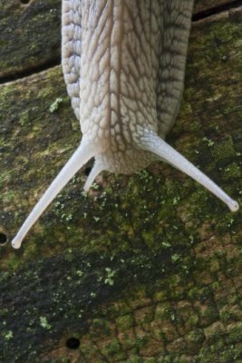 Burgundy snail, Vinbergssnäcka, Helix pomatia