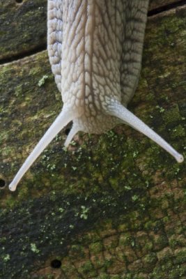 Burgundy snail, Vinbergssncka, Helix pomatia