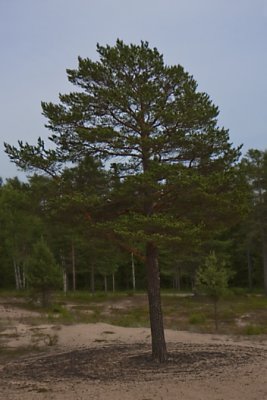Pines III