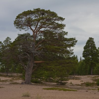 Pines II