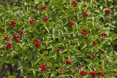 Dwarf Cornell; Hnsbr; Cornus suecica
