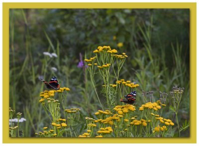 Red Admiral; Amiral; Vanessa atalanta