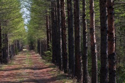 European Larch, Lrktrd, Larix decidua