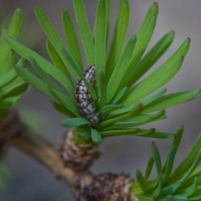 European Larch, Lrktrd, Larix decidua