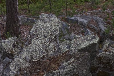 Lichen covered stone