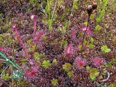Great Sundew; Storsileshr; Drosera anglica