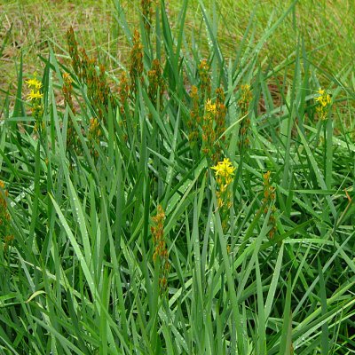Bog Asphodel; Myrlilja; Narthecium ossifragum
