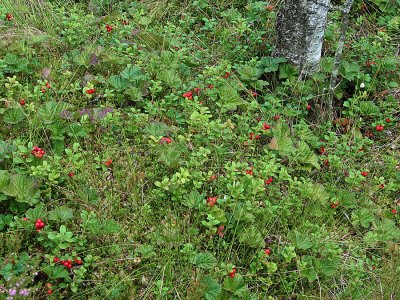 Cowberry; Lingon; Vaccinium vitis-idaea