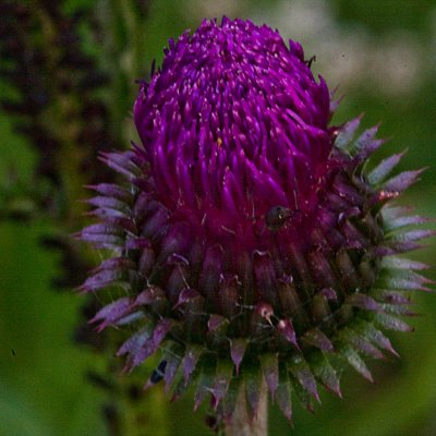 Spear Thistle; Vgtistel; Cirsium vulgare