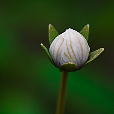 Grass of Parnassus; Sltterblomma; Parnassia palustris