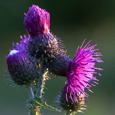 Creeping Thistle; kertistel; Cirsium arvense