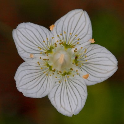 Grass of Parnassus; Sltterblomma; Parnassia palustris